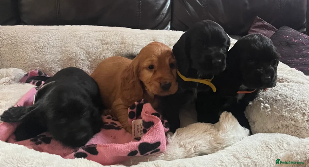 Cocker Spaniel dogs for sale: Stunning show type cocker spaniel puppies  - Advert 16