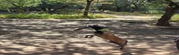 Belgian Shepherd Dog dogs for sale: 3 stunning Belgian malinois pups - Advert 16