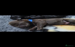 Labrador Retriever dogs for sale: 💫Stunning chocolate and black labrador pups 💫 - Image 5