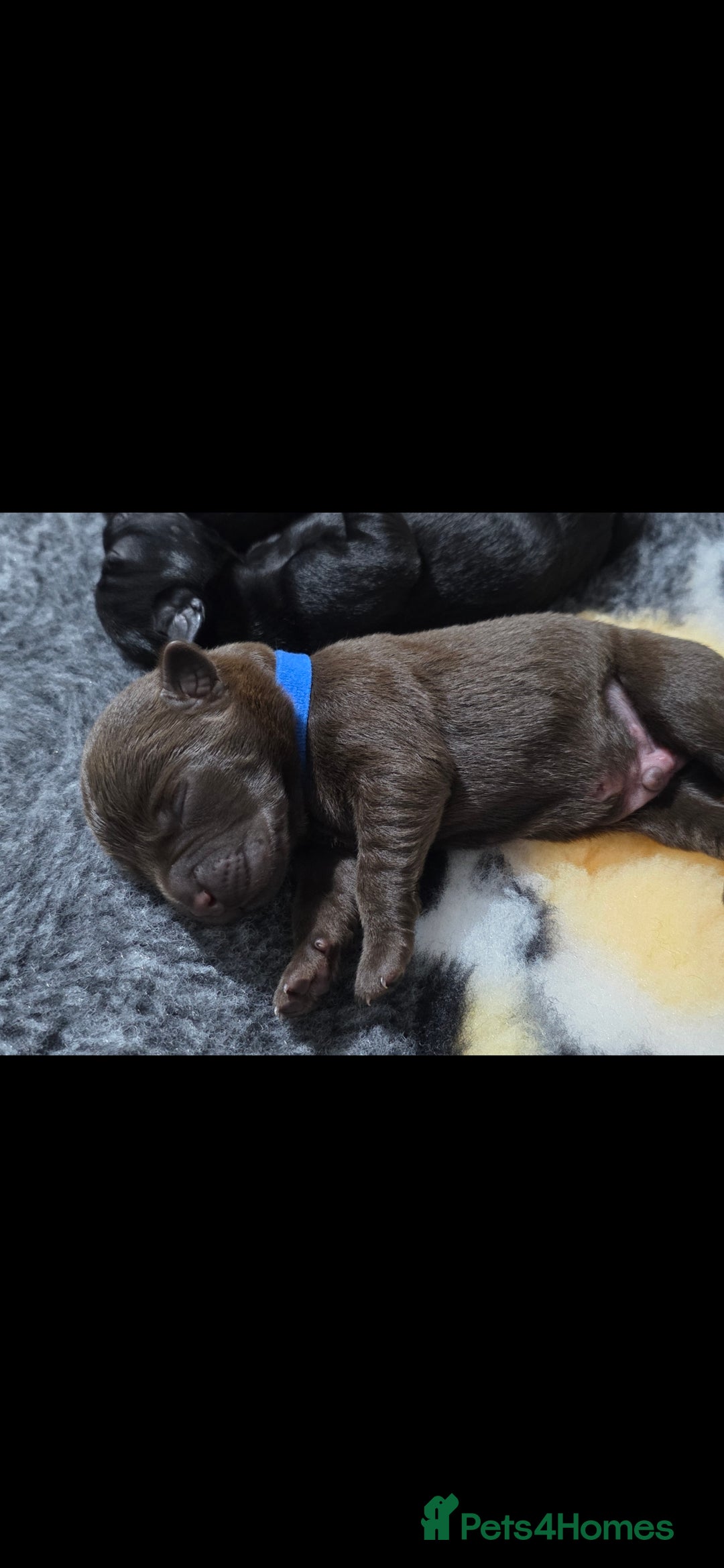 Labrador Retriever dogs for sale: 💫Stunning chocolate and black labrador pups 💫 - Image 5