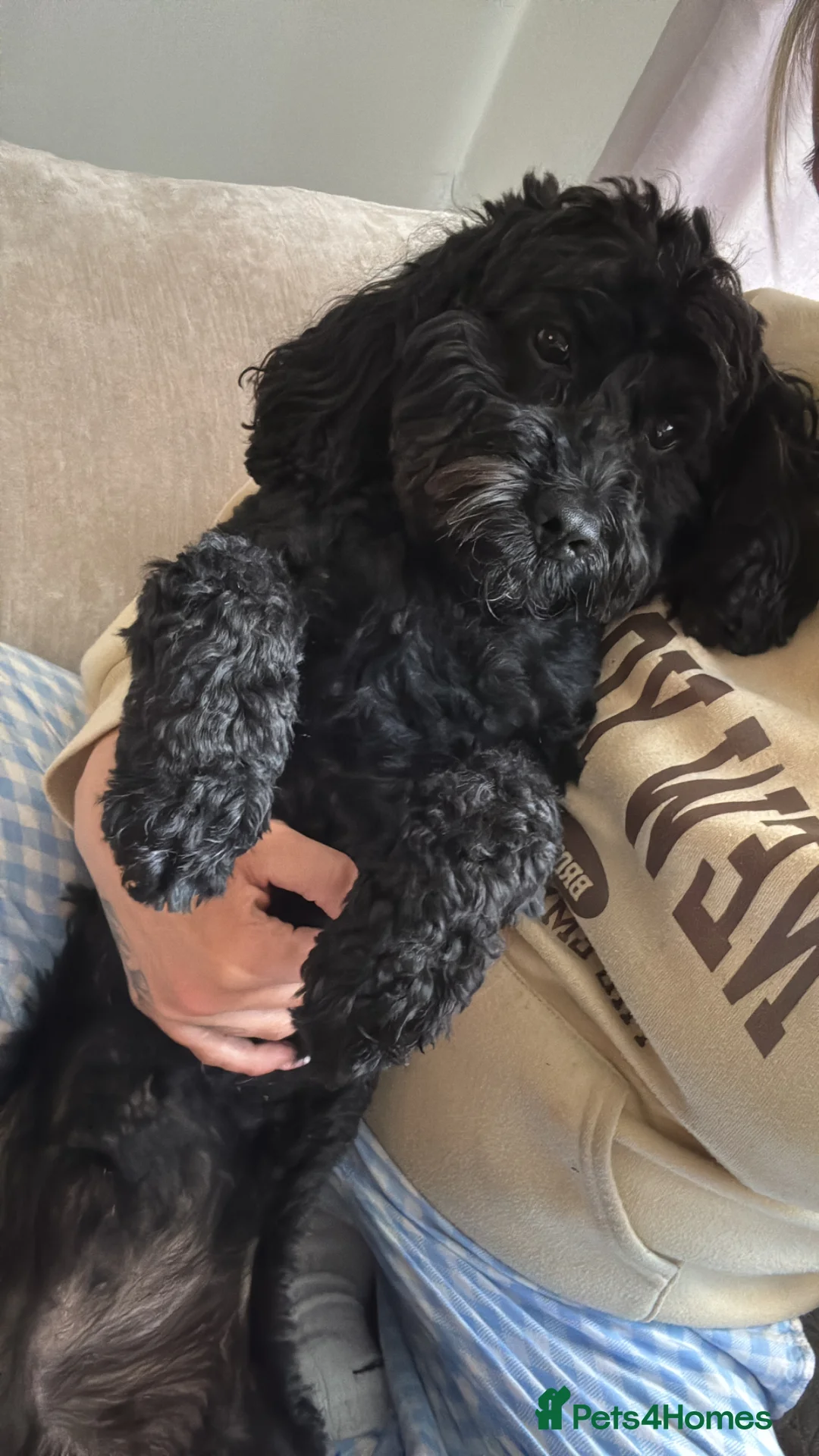 Cockapoo dogs for sale: Teddy the cockapoo - Advert 5