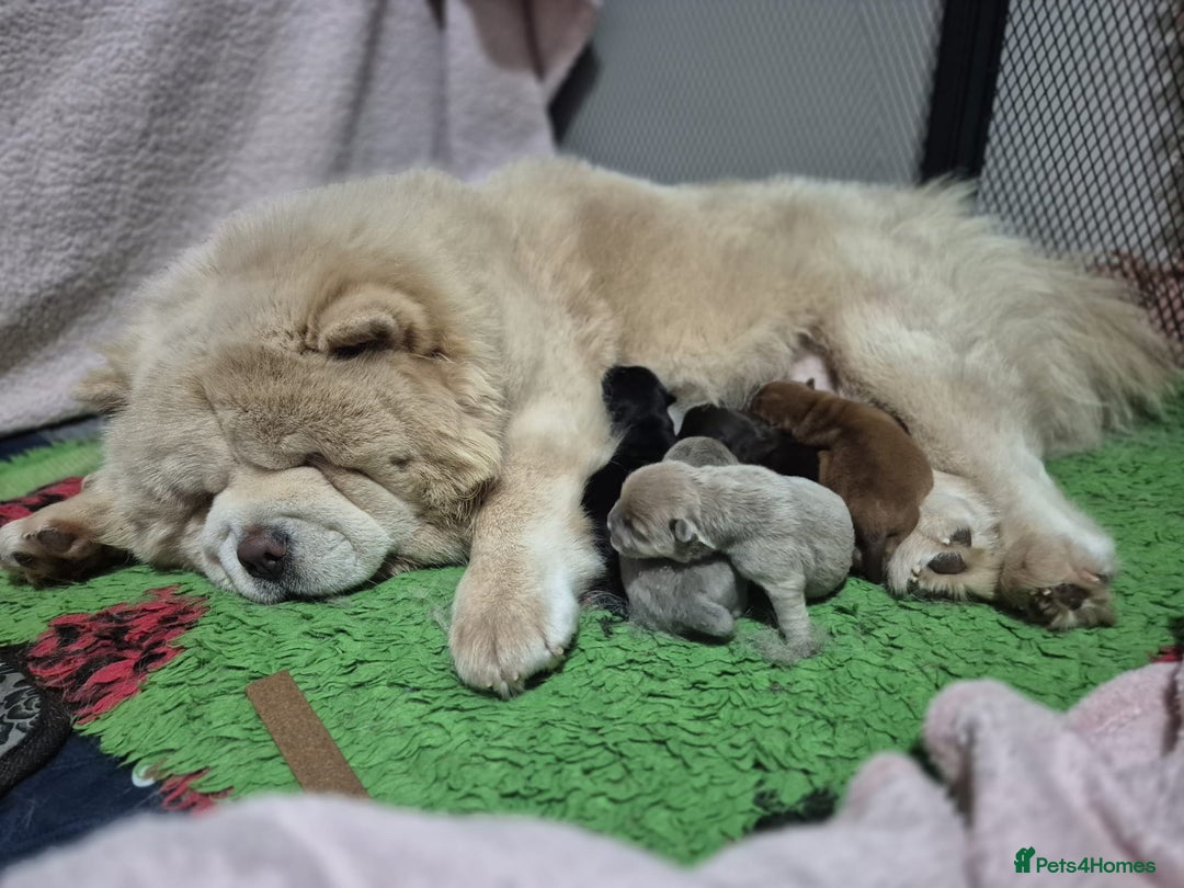 Chow Chow dogs for sale: Beautifull teddybear chow chows - Advert 3