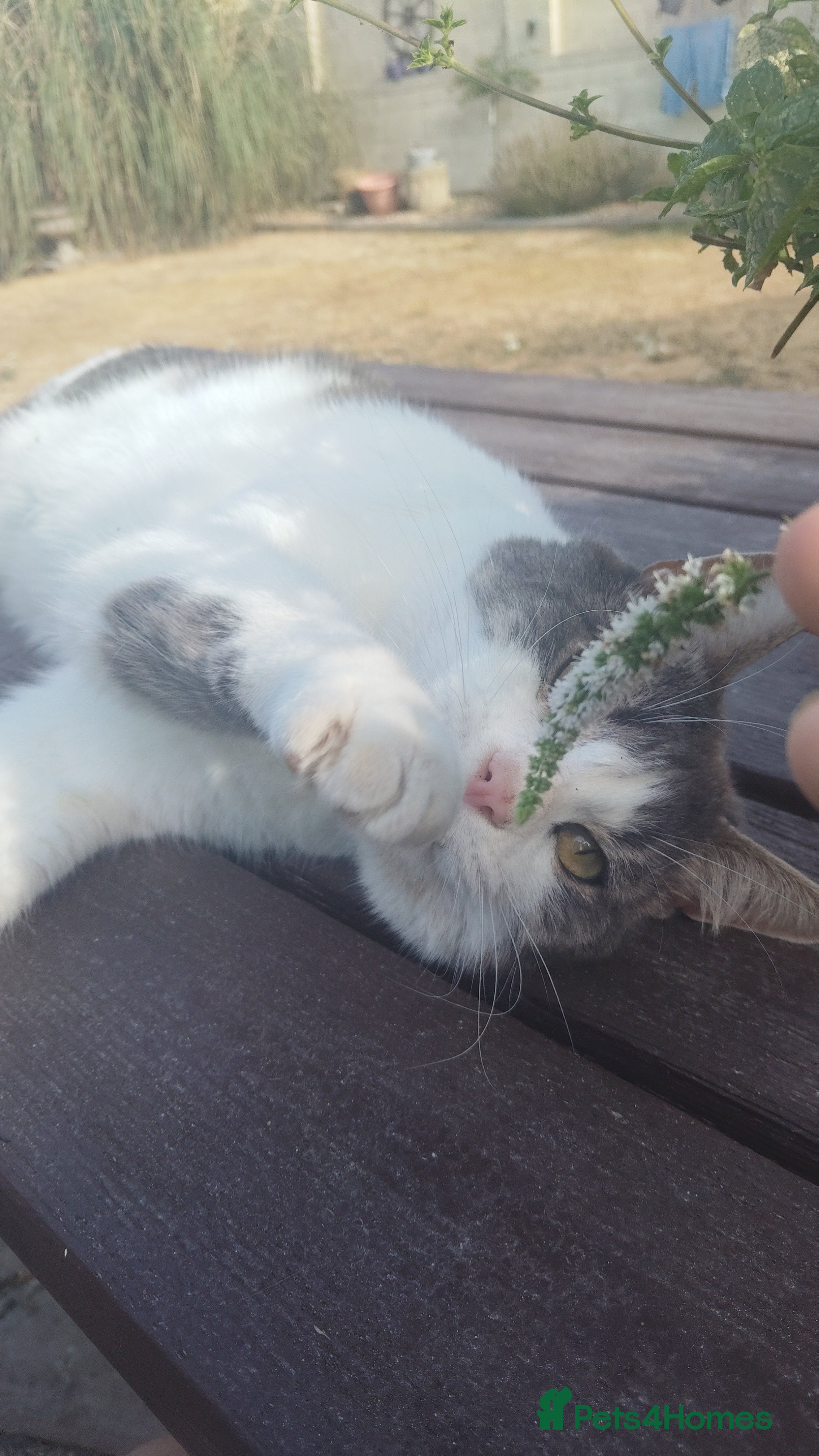 Domestic Shorthair cats Edgar looking for a loving home - Advert 2