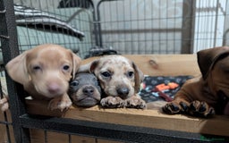 Dachshund dogs for sale: Daschund Puppies for sale  - Image 14