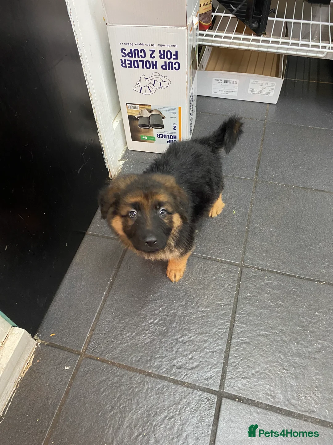 German Shepherd dogs for sale: Charming german shepherd puppy - Advert 4