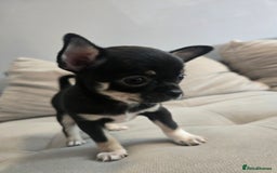 Chihuahua dogs for sale: Chihuahua puppies  - Image 2