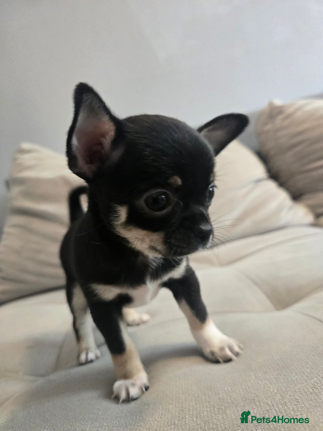 Chihuahua dogs for sale: Chihuahua puppies  - Image 2