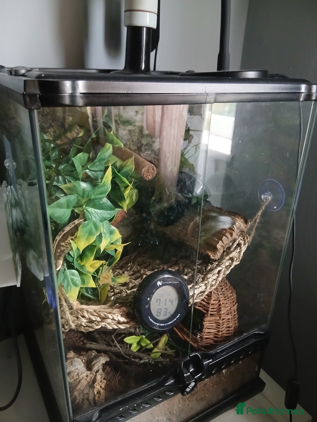 Gecko reptiles for sale: 18 month old male crested gecko (check desc) - Image 4