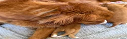 Nova Scotia Duck Tolling Retriever dogs for sale: Beautiful Toller puppies from champion bloodlines - Advert 18