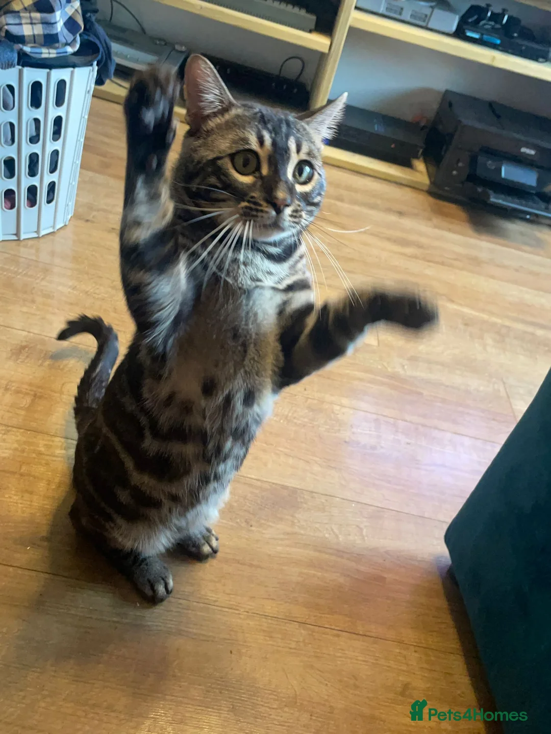 Bengal cats for stud: OUTSTANDING SILVER CHARCOAL BENGAL STUD - Advert 20