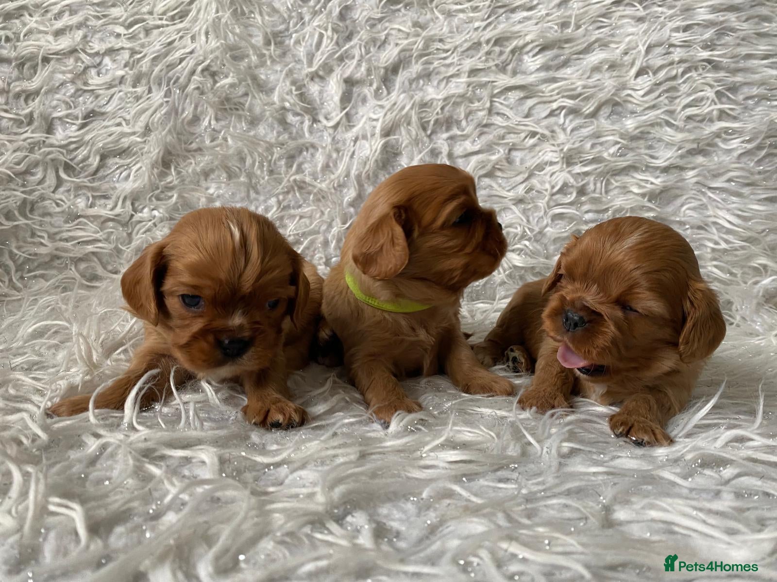 Cavalier King Charles Spaniel dogs Ruby KC registered and DNA tested cavalier boys - Advert 2