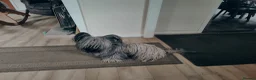 Skye Terrier dogs for sale: K.C Registered Skye Terrier pups in Haddington - Advert 2