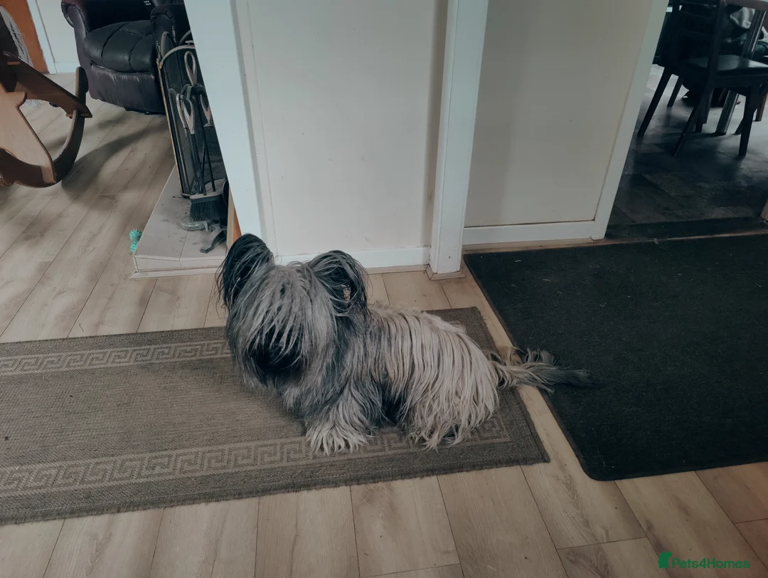 Skye Terrier dogs for sale: K.C Registered Skye Terrier pups in Haddington - Advert 2