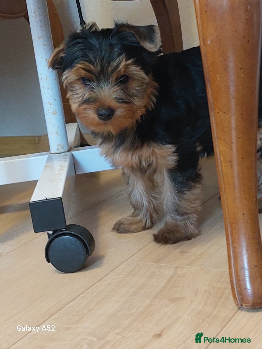 Yorkshire Terrier dogs for sale: Yorkshire Terrier Puppies (2 left) - Advert 4