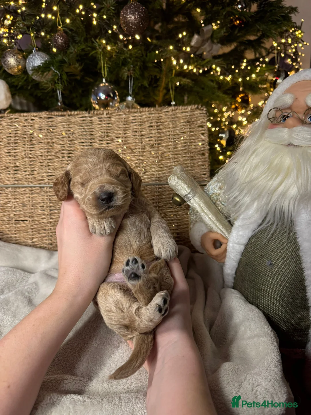 Mixed Breed dogs for sale: Stunning Irish Cockapoodledo's........ - Advert 33