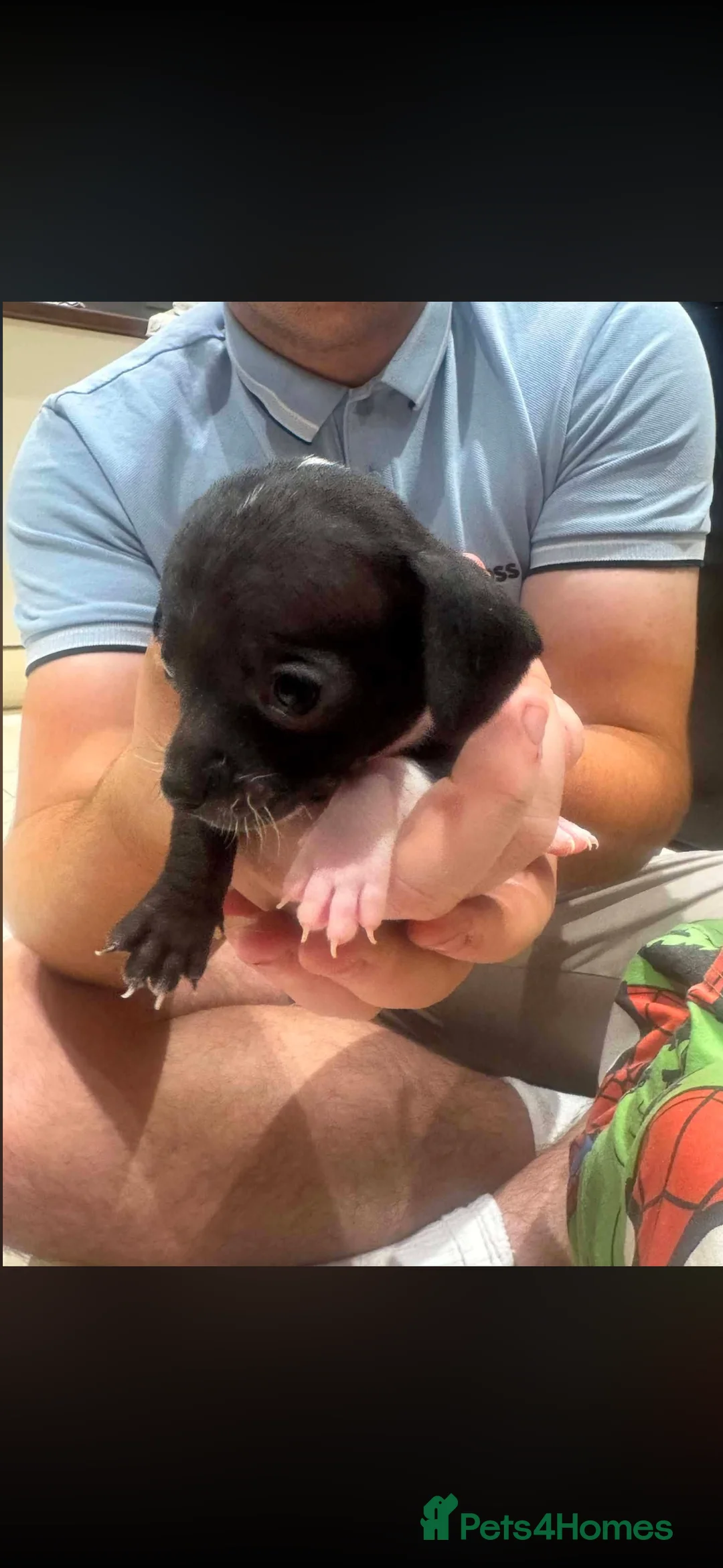 Mixed Breed dogs for sale: Beautiful puppies in Sheerness - Advert 2