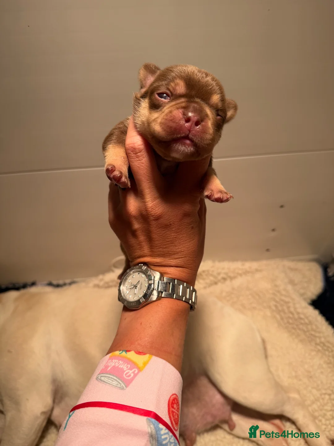 French Bulldog dogs for sale: ROJO PUP CARRYING FLUFFY  - Advert 2