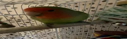Lovebirds birds for sale: Beautiful baby lovebird male  - Advert 5
