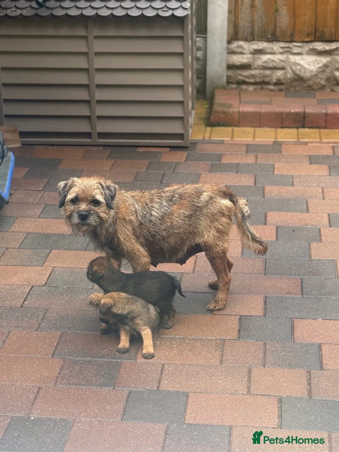 Border Terrier dogs for sale: BORDER TERRIER PUPPIES  in Willenhall - Advert 8