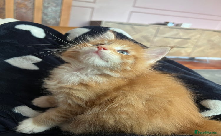 Maine Coon cats in Par - Advert 2