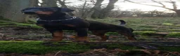 Dobermann dogs for sale: Champion and working lines KC Doberman litter - Advert 21