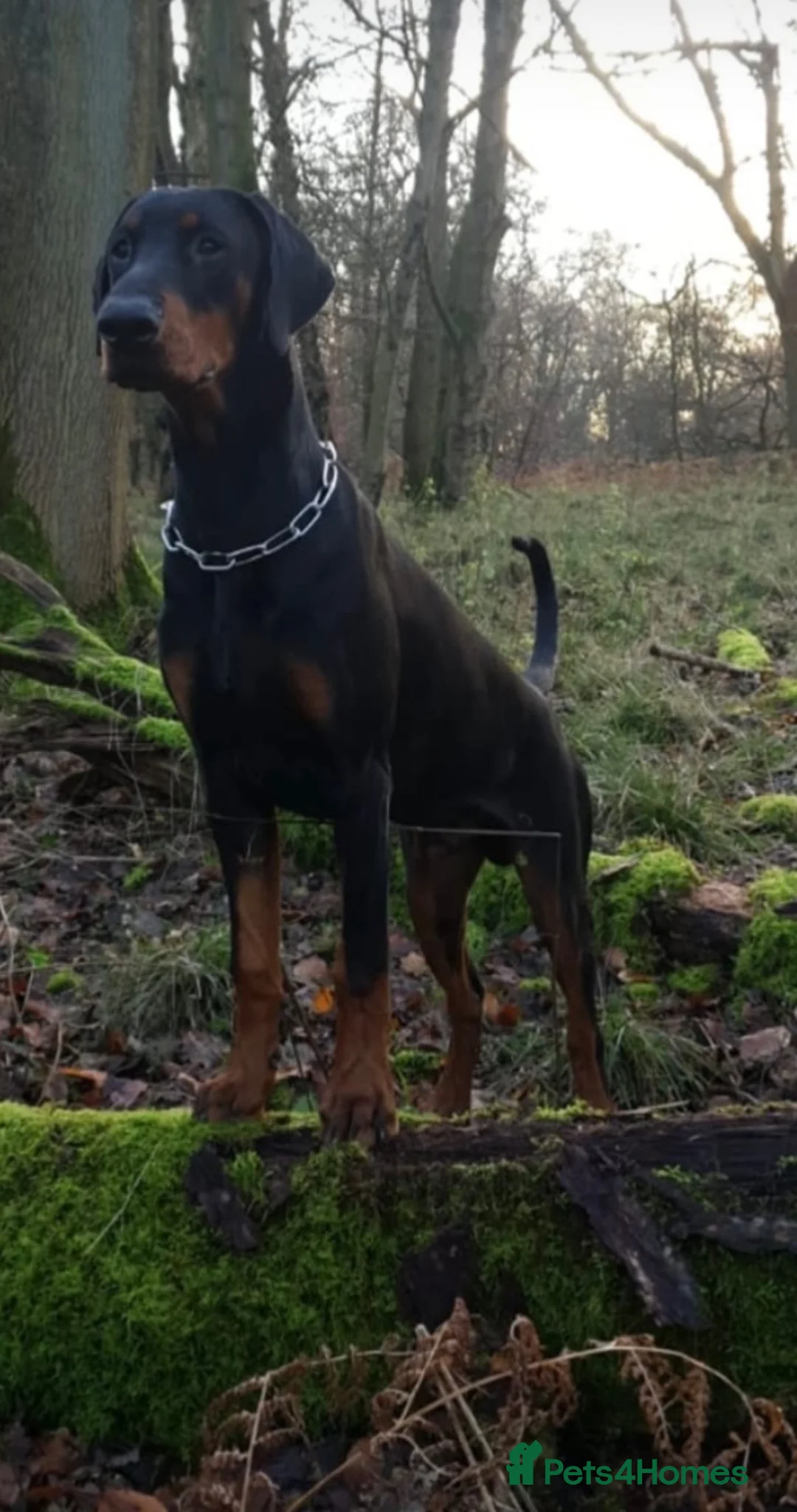 Dobermann dogs for sale: Champion and working lines KC Doberman litter - Advert 33