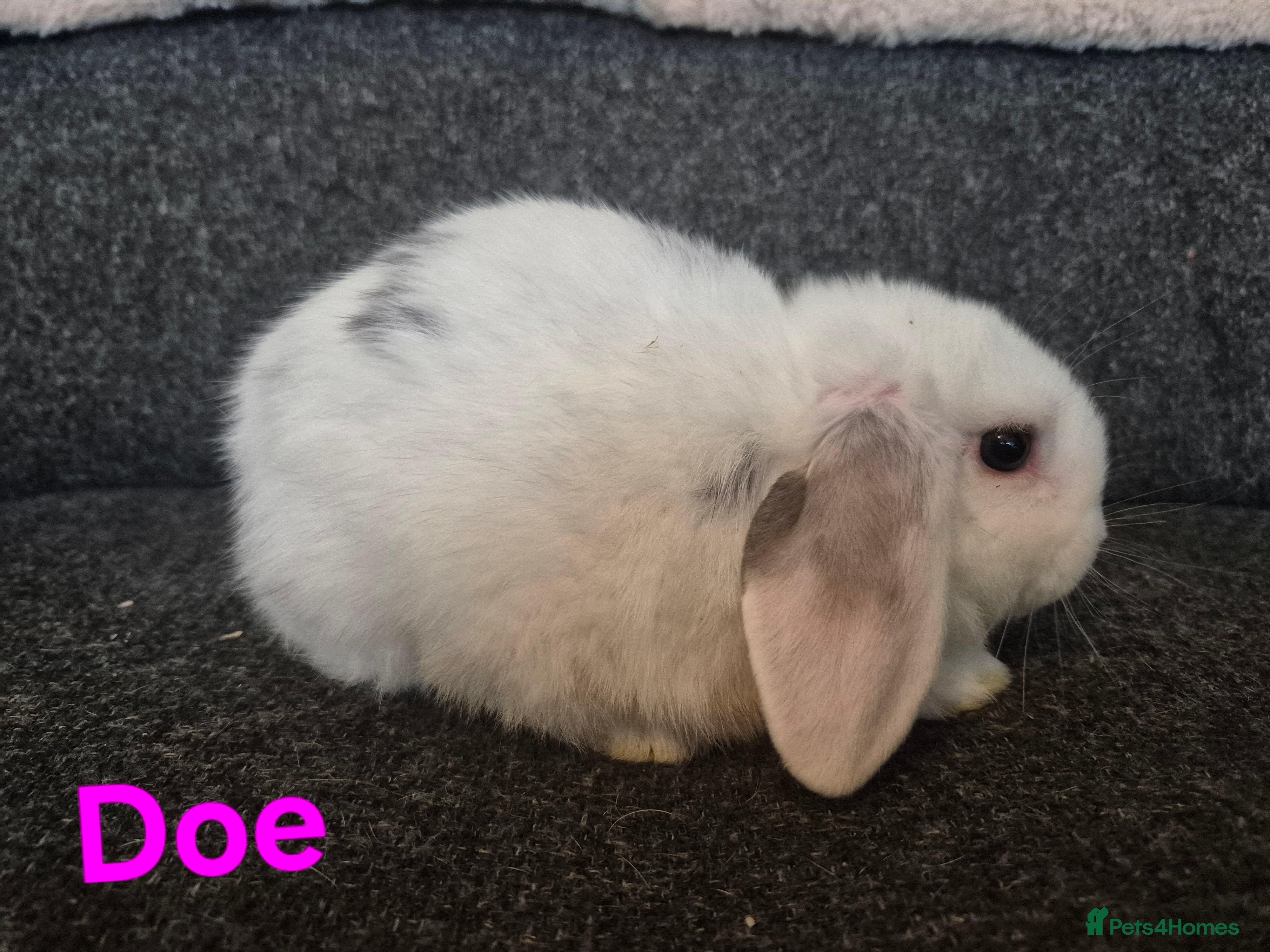 Mini Lop rabbits 2 x does ready for their new homes - Advert 1