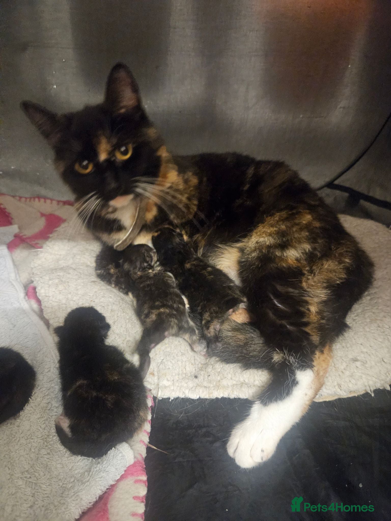 Mixed Breed cats 4 beautiful tortie kittens  - Advert 11