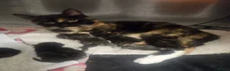 Mixed Breed cats for sale: 4 beautiful tortie kittens  - Advert 1