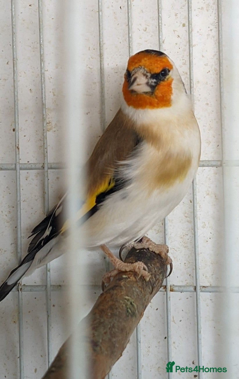 Finches birds Siberian Goldfinch - Advert 1