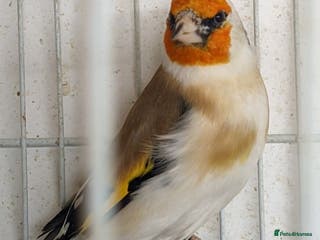 Finches birds Siberian Goldfinch - Advert 12