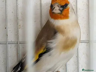 Finches birds Siberian Goldfinch - Advert 24