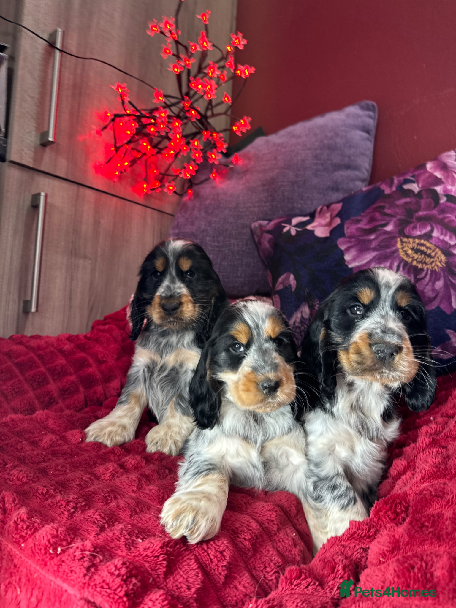 Cocker Spaniel dogs Extensively Health Tested, Top Quality pedigree  - Advert 1