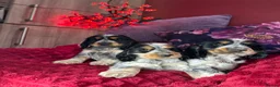 Cocker Spaniel dogs for sale: Extensively Health Tested, Top Quality pedigree  - Advert 1