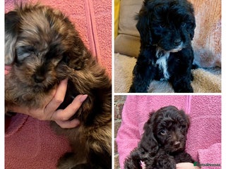 Cavapoo dogs - Advert 2