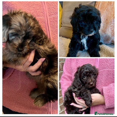 Cavapoo dogs - Advert 5