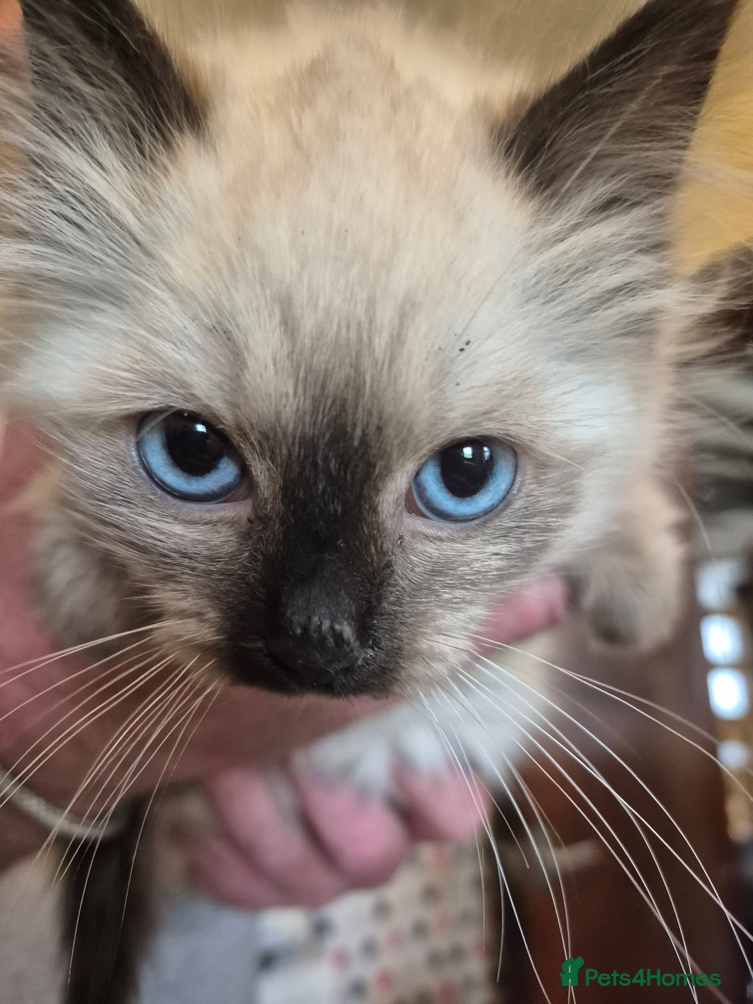 Ragdoll cats for sale: Ragdoll kitten girl  - Image 2
