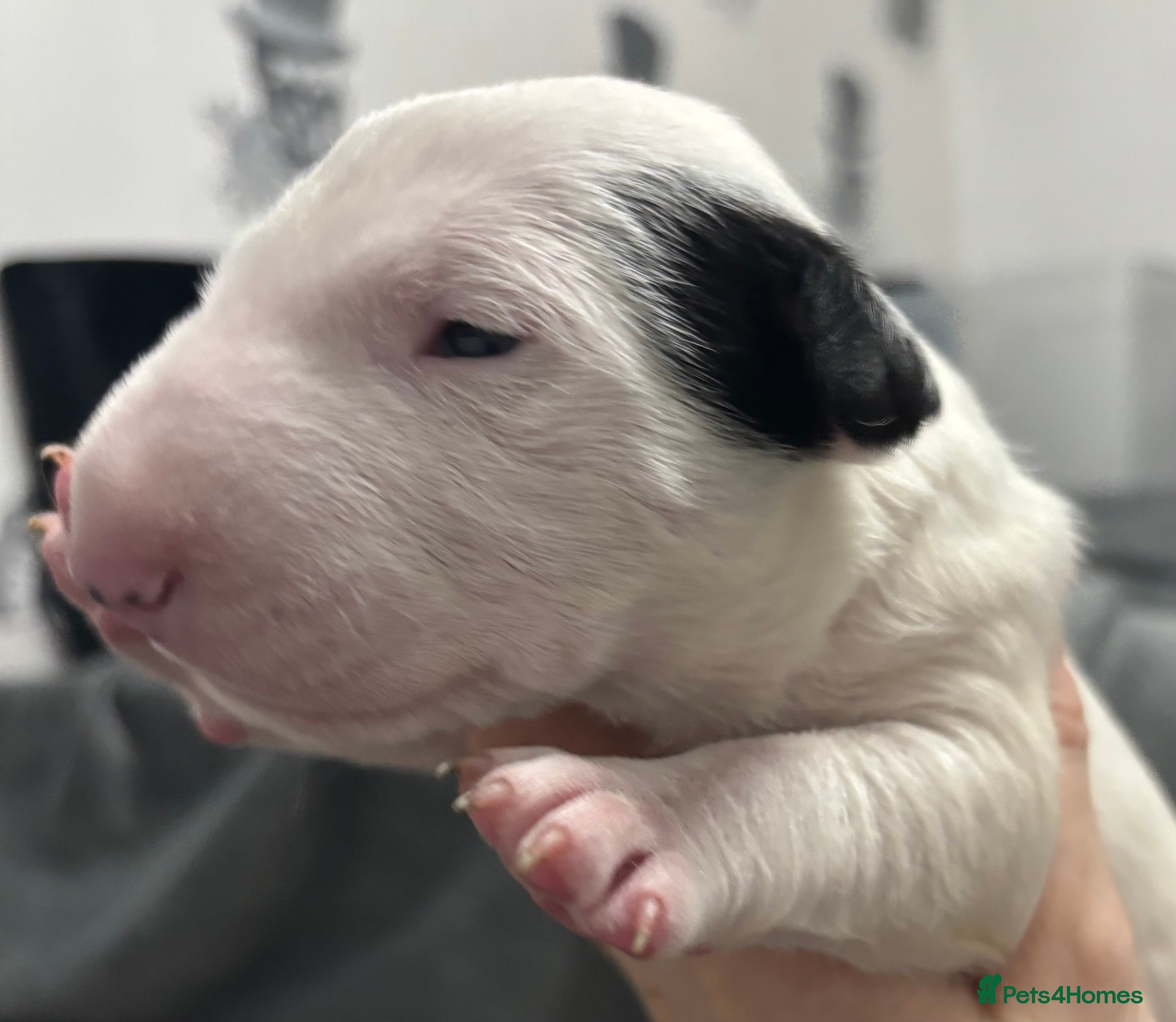 English Bull Terrier dogs Outstanding litter of bullterriers  - Advert 3