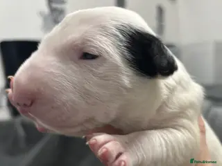 English Bull Terrier dogs Outstanding litter of bullterriers - Advert 3