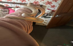 Corn Snake reptiles for sale: Female albino corn snake - Advert 2