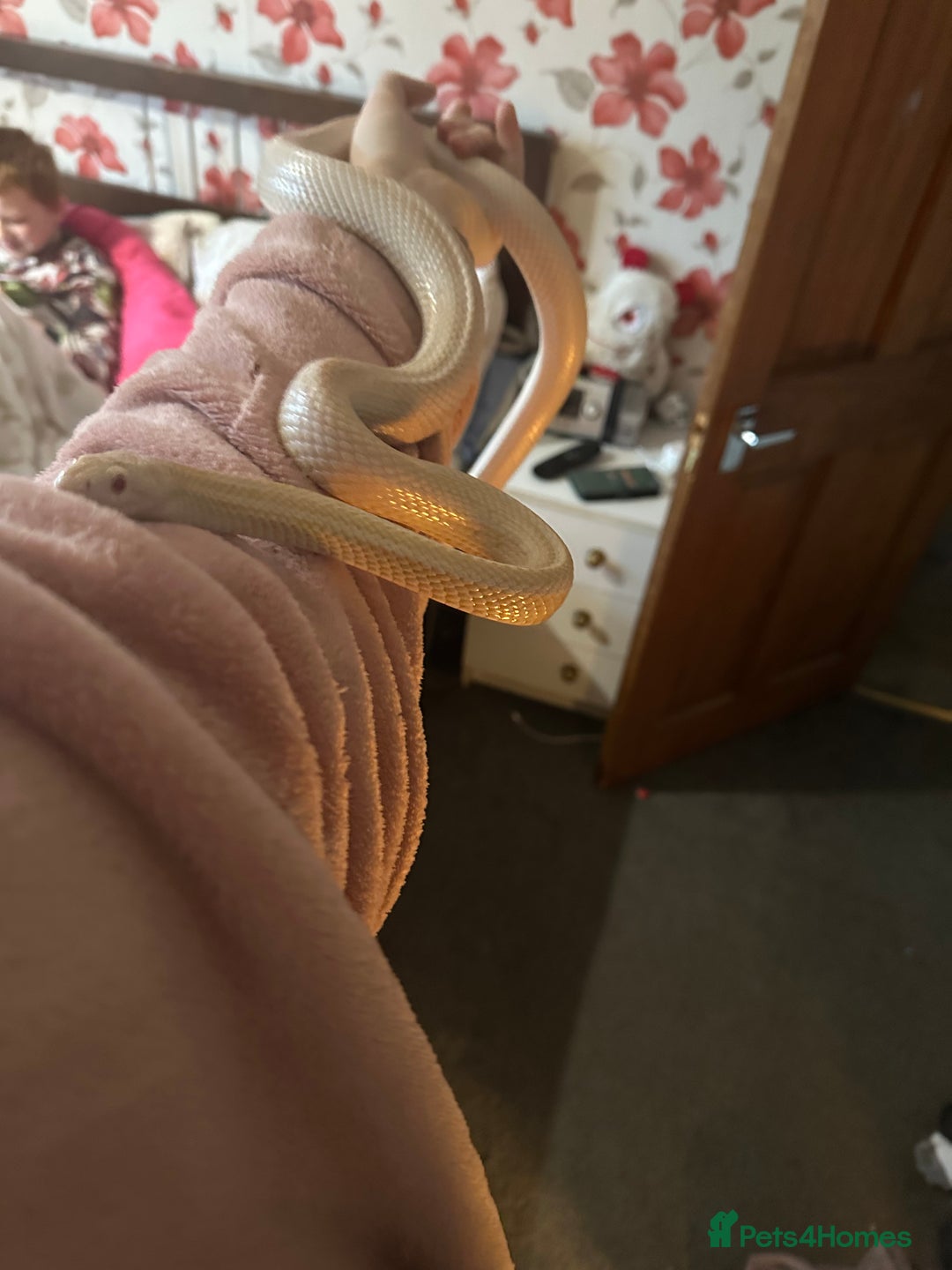 Corn Snake reptiles for sale: Female albino corn snake - Advert 2