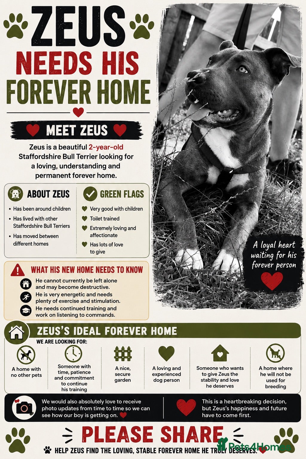 Staffordshire Bull Terrier dogs Mrs Sophie James  - Advert 2