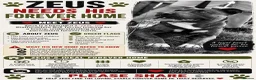 Staffordshire Bull Terrier dogs for sale: Mrs Sophie James  in Neath - Advert 1