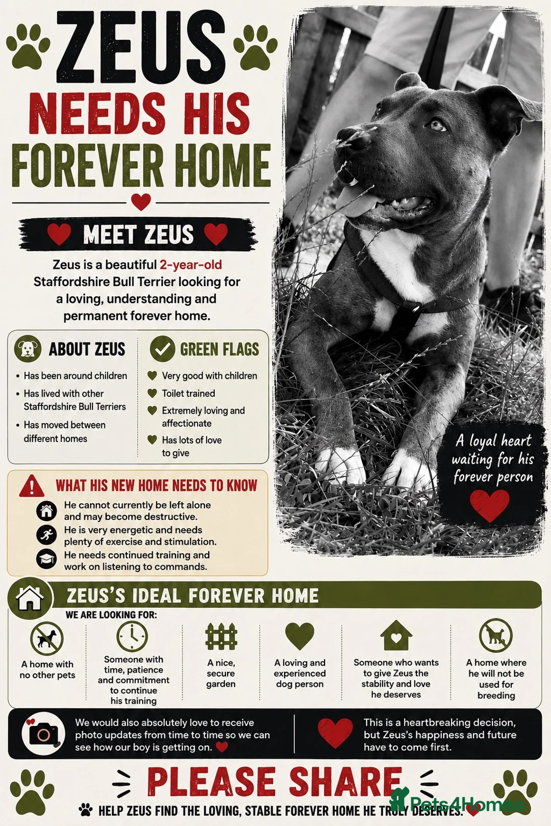 Staffordshire Bull Terrier dogs for sale: Mrs Sophie James  in Neath - Advert 1