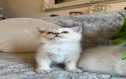 Scottish Fold cats for sale: *LUXURY SCOTTISH FOLD & 1 STRAIGHT KITTENS* - Advert 16