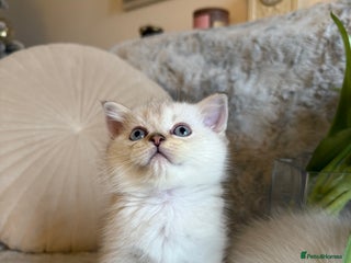 Scottish Fold cats *LUXURY SCOTTISH FOLD & 1 STRAIGHT KITTENS* - Advert 1