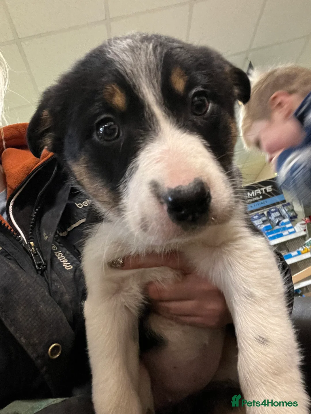 Border Collie dogs for sale: Ted! - Proven Working Border Collie Puppy! - Advert 8