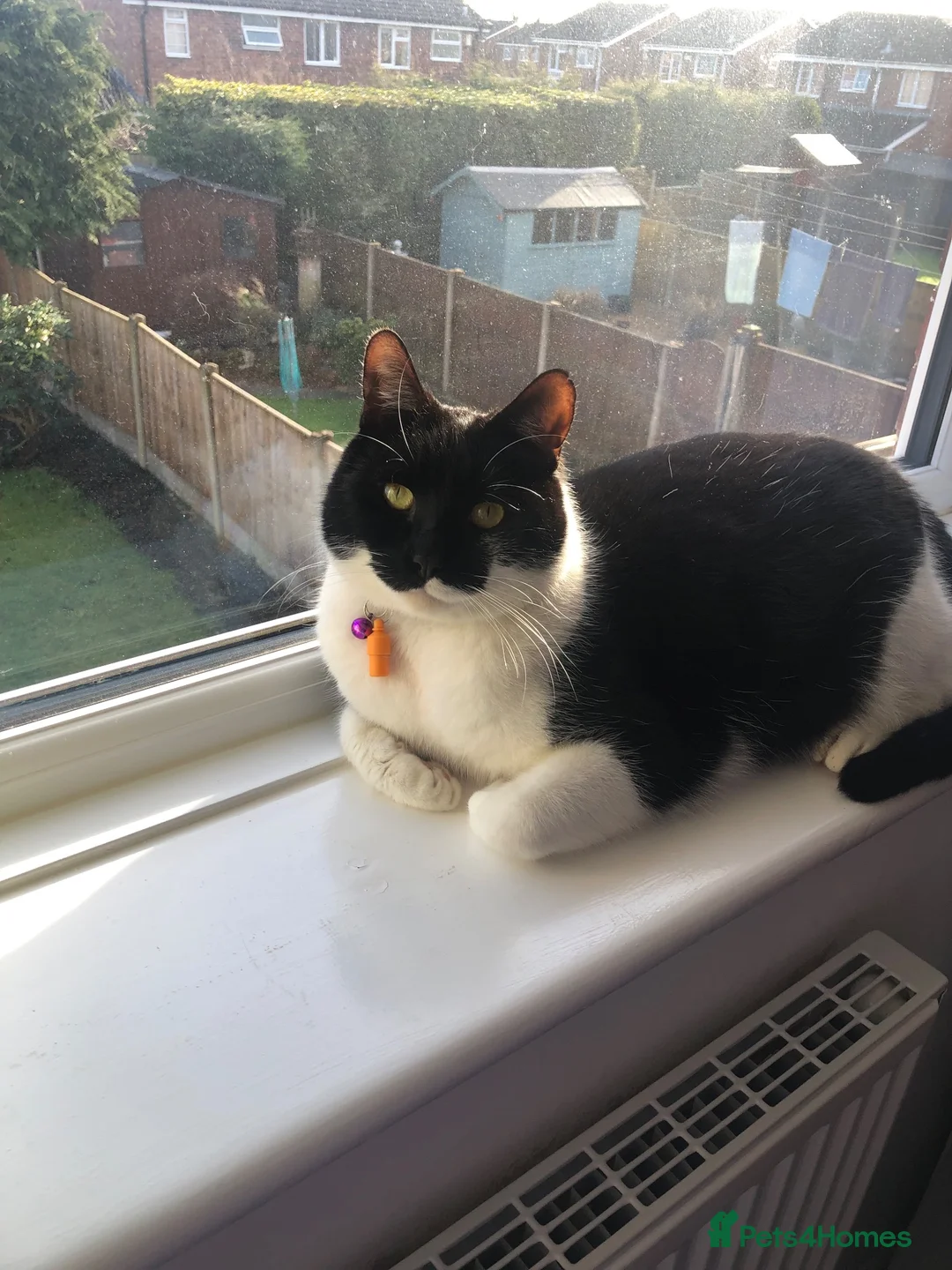 Mixed Breed cats for sale: Forever home wanted  in Sutton Coldfield - Advert 2