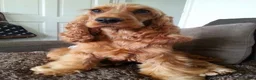 Cockapoo dogs for sale: Golden Cockapoo in London - Advert 4