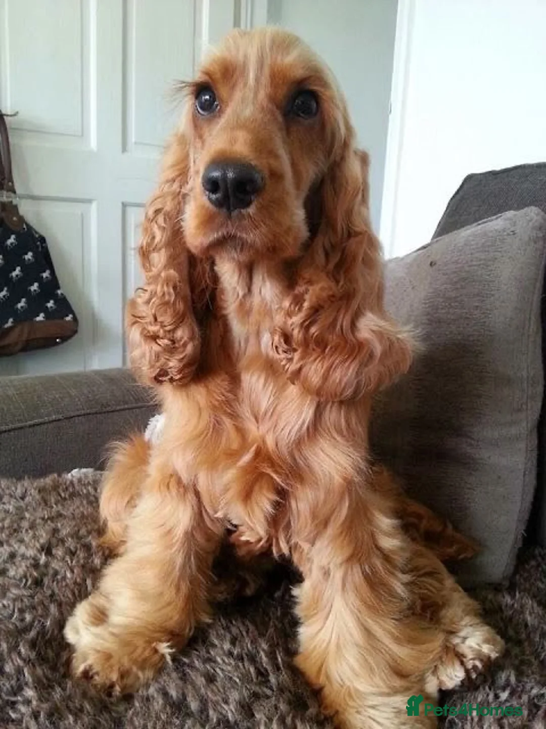 Cockapoo dogs for sale: Golden Cockapoo in London - Advert 4